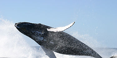 Da Mundial de las Ballenas