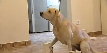 Perros pueden olfatear cncer en la sangre Estudio