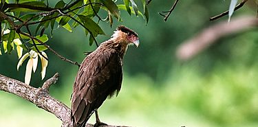 Ms de 50 mil millones de aves habitan la Tierra