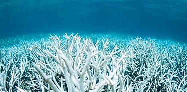 Blanqueo del coral debido al cambio climtico