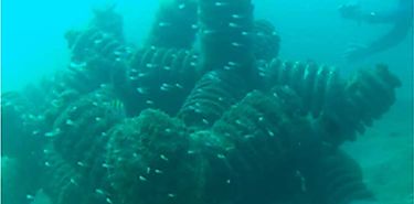 La supervivencia de los arrecifes de coral depende de los peces ms diminutos del mundo
