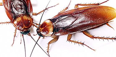 Cucarachas estriles para acabar con las plagas