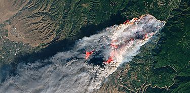 Los animales lo grandes afectados por incendios