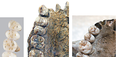 Una nueva especie humana coetnea al Homo sapiens viva en Filipinas 