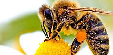 Da Mundial de las Abejas 