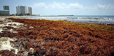 Sargazo las algas que vuelven marrn al agua turquesa del Caribe
