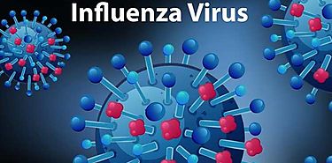 Virus de influenza que circula en Panam es ms agresivo