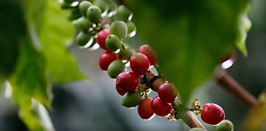 Mokka caf de Panam que conquista el mundo