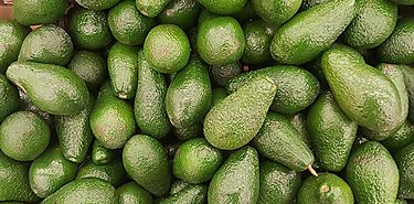 Cientficos descubren beneficios inesperados del aguacate