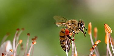 Alertan sobre daos del ozono en la polinizacin