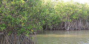 Da Internacional de la defensa del Ecosistema Manglar