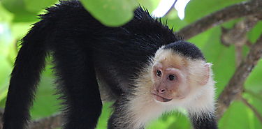 Monos usan piedras como herramientas en Coiba