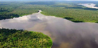 Confirman reduccin de deforestacin pero sigue prdida de bosques