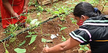 Da Mundial de la Agricultura