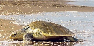 Da Mundial de las Tortugas Marinas