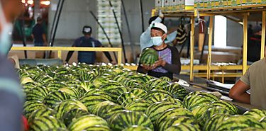 Latinoamerica con importante aporte a la seguridad alimentaria