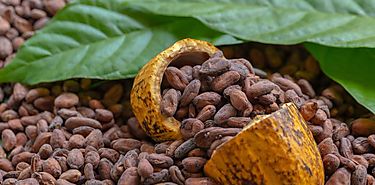 Da Mundial del Cacao