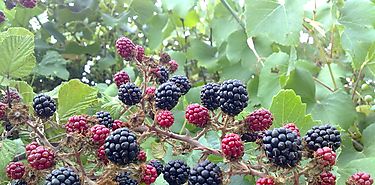 Pon moras y frambuesas a tu dieta