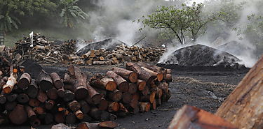 Salvar los manglares en Chame es una tarea impostergable