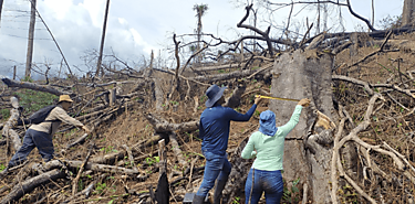 Bosques tropicales desaparecidos pueden recuperarse