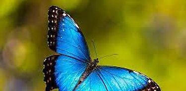 Tres cuartas partes de especies de insectos amenazadas 