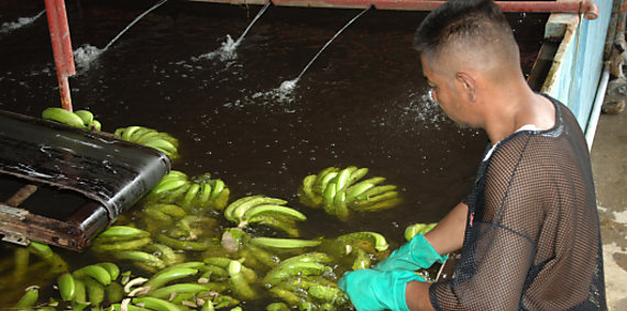 Chiquita volver a exportar este ao