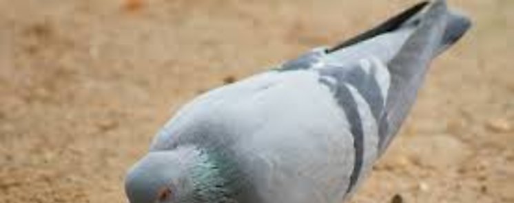 Palomas una plaga en las ciudades qu enfermedades transmiten