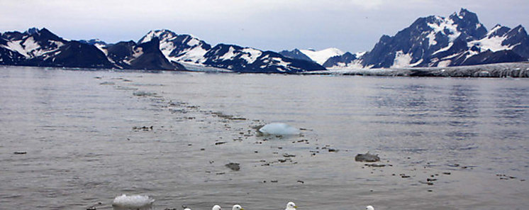 Alertan sobre notable prdida de hielo en el rtico