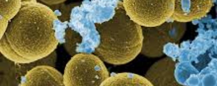 Microbios intestinales pueden provocar depresin y ansiedad en personas con obesidad