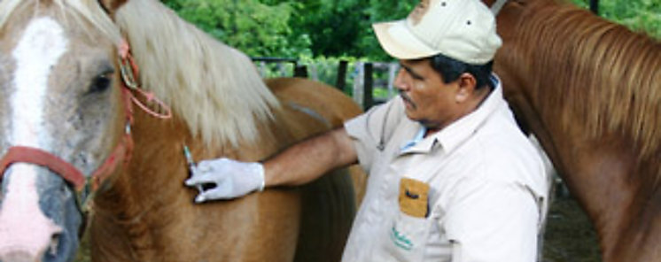 MIDA adquiere dos mil nuevas vacunas contra la encefalitis equina