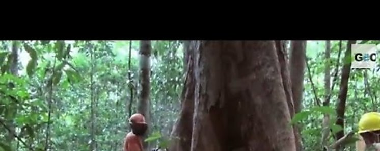 Promueve Francia alianza para preservar bosques tropicales