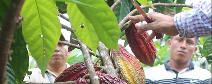 Convenio entre el MICI e IICA fortalece capacidades Productivas y de Comercializacin a Productores de cacao