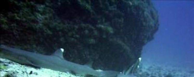 Veraguas incursiona en monitoreos de tiburones en el Parque Nacional Coiba