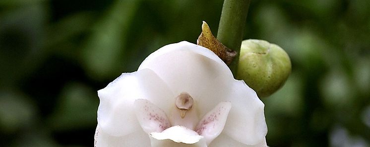 Flor nacional de Panam en peligro de extincin