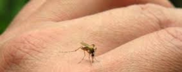 Por qu los mosquitos pican ms a unas personas que a otras