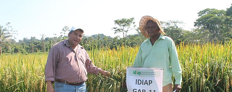 Buenos resultados con arroz biofortificado en Bocas del Toro