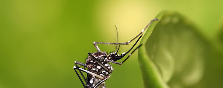 Estudio muestra efectos a largo plazo de zika en nios microceflicos