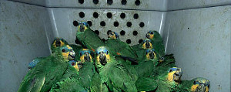 El trfico ilegal pone en peligro las especies en Panam