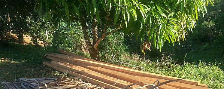 MiAMBIENTE sigue supervisando la zafra maderera 