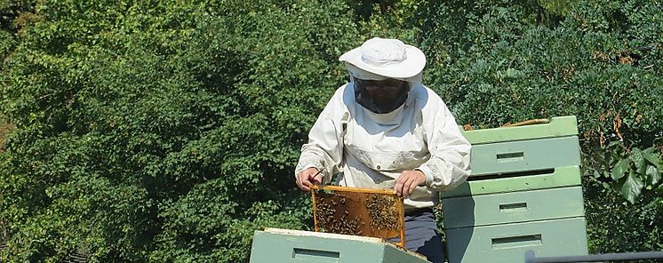 Da Mundial de las Abejas