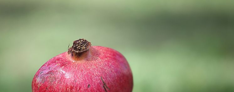 La granada una superfruta para la longevidad y contra el cnce