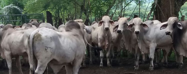 Bocas del Toro promueve ganaderos vigilantes