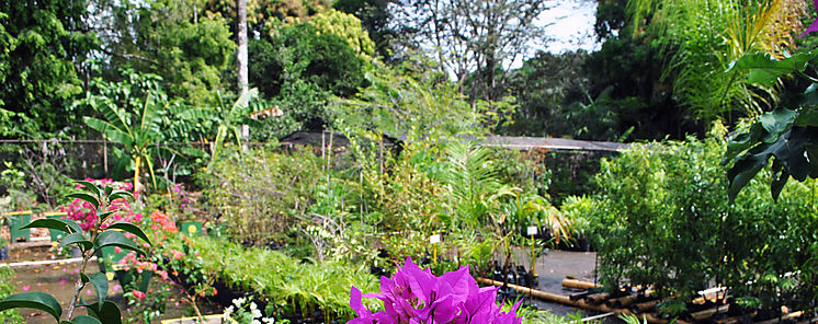 Recomiendan la jardinera para mejorar salud mental