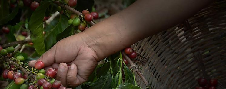 Productores de caf de Colon y Veraguas intercambian conocimientos 