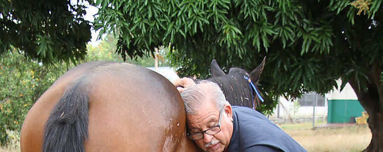La terapia con caballos mejora algunos sntomas de la esclerosis mltiple