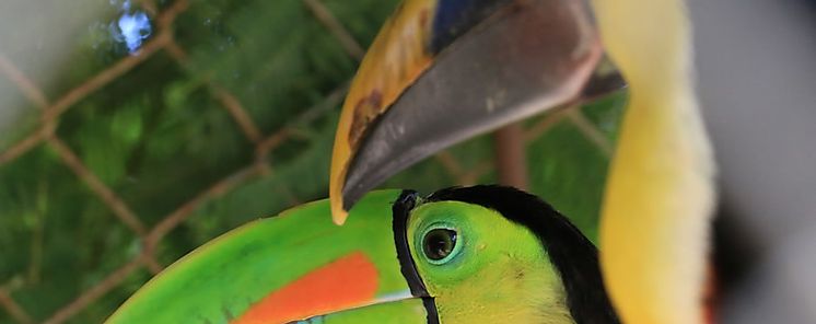 Aves ms coloridas si viven cerca de la lnea ecuatorial