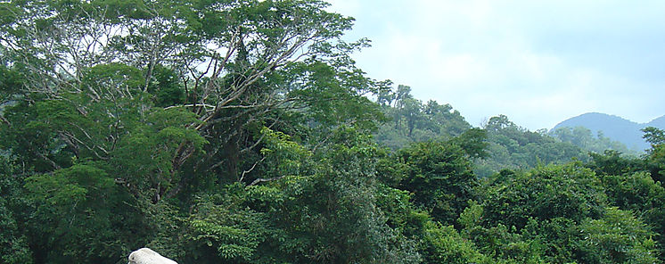 Culmina entrega se sementales Ceb en Veraguas