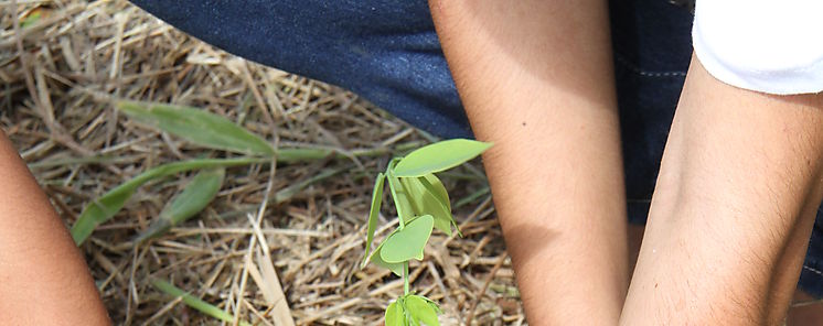 Gran Da Nacional de Reforestacin se realizar el prximo 2 de junio 