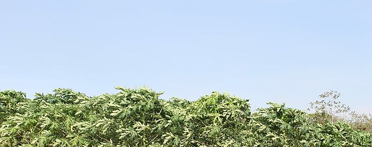 Avanza Plan Maestro del Sector Agropecuario Occidental  Avanza Plan Maestro del Sector Agropecuario Occidental