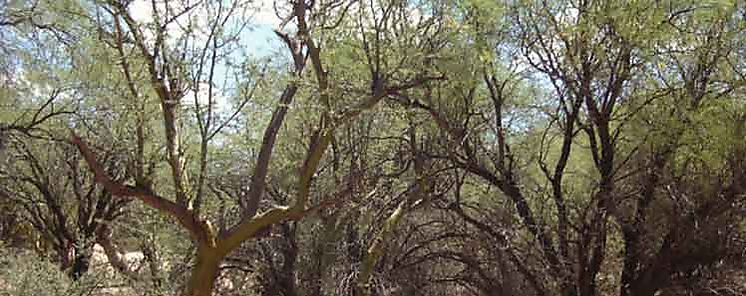 Plantas ayudaron a moldear condiciones de habitabilidad en la Tierra